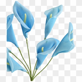 Transparent Calla Lily Png - Calla Lily Blue Png, Png Download - thoranam images png