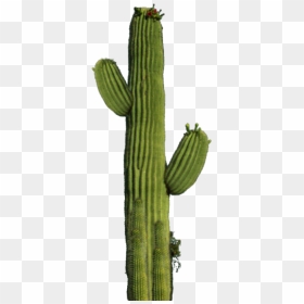 Cactus Png Image - Cactus Png, Transparent Png - cactus png