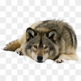 Wolf Png Clipart - Wolves Misunderstood, Transparent Png - wolf png