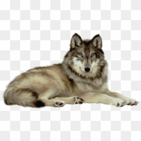 Free Png Download Transparent Wolf Png Images Background - Wolf Png, Png Download - wolf png