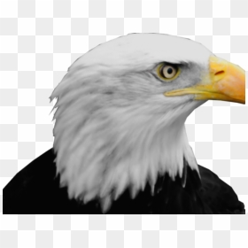 Bald Eagle Png Transparent Images - Bald Eagle Head Png, Png Download - eagle png