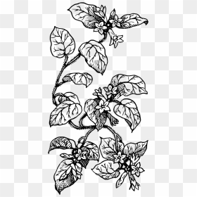 Drawing Stock Vector Drawing Trailing Arbutus, HD Png Download - leaves png