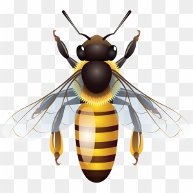 Bee Png Clip Art, Transparent Png - bee png