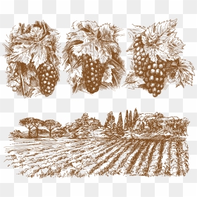Wine Common Grape Vine - Grape Vine Illustration Png, Transparent Png - vines png