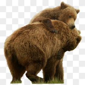 Transparent Grizzly Bear Png - Grizzly Bear Transparent Background, Png Download - bear png