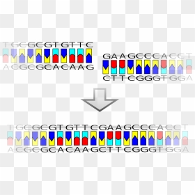 File - Blunt Ligation - Svg - Dna Ligation, HD Png Download - blunt png