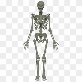 201805 Human Skeleton - Skeleton Of Human Body, HD Png Download - skeleton png