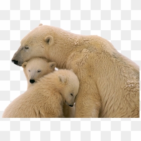 Snow Bear - Transparent Background Polar Bear Png, Png Download - bear png