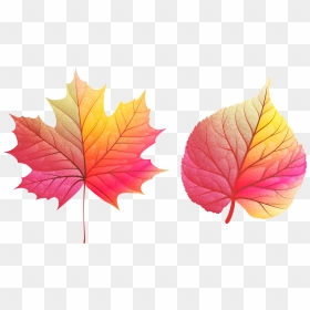 Fall Color Leaves Png, Transparent Png - fall leaves png