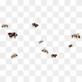 Thumb Image - Bees Flying Transparent Background, HD Png Download - bee png