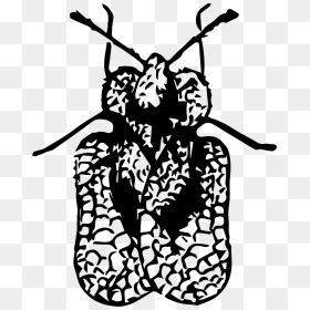 Lace Bug Clip Arts - Clip Art, HD Png Download - lace png