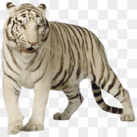 White Tiger Png , Png Download - White Tiger Transparent, Png Download - tiger png