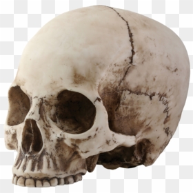 Skull Png Image - Skeleton Head, Transparent Png - skeleton png