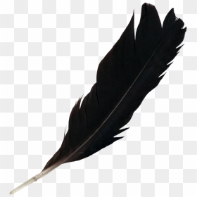 Thumb Image - Black Feather Png, Transparent Png - feather png