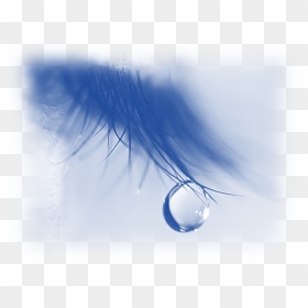 Tear Drop On Eye Lash - Most Expensive Liquid Is A Tear, HD Png Download - tear png