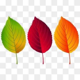 Fall Leaves Png Clip Art Image, Is Available For Free - Colorful Fall Leaves Clip Art, Transparent Png - fall leaves png