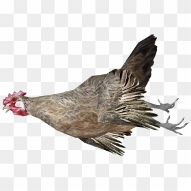 Hen Clipart Dead - Dead Chicken Transparent, HD Png Download - chicken png