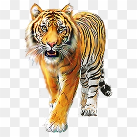 Tiger Png, Transparent Png - tiger png
