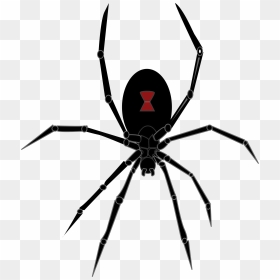 Black Widow Spider Clip Arts - Black Widow Spider Marvel, HD Png Download - spider png