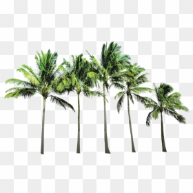 Palm Trees Background Png, Transparent Png - palm trees png