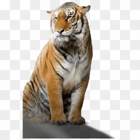 Taukeer Editz Background Png, Transparent Png - tiger png