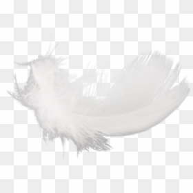 Free Png Feather Png Images Transparent - Macro Photography, Png Download - feather png