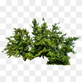 Download Plants Png Transparent Picture For Designing - Tree Bush Png, Png Download - plants png