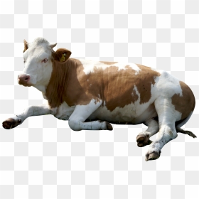 Cow Png Image - Cows Png, Transparent Png - cow png