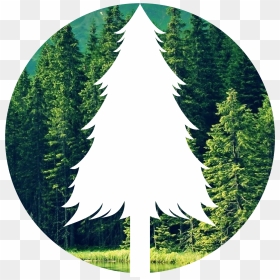 The Forest Png - Portable Network Graphics, Transparent Png - forest png