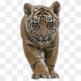 Thumb Image - Tiger Cub Png, Transparent Png - tiger png