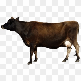 Brown Cow Transparent, HD Png Download - cow png