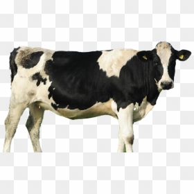 Cow Png File Download Free - Fresh Milk Cow Png, Transparent Png - cow png