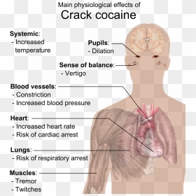 Physiological Effects Of Crack Cocaine - Crack Does To Your Body, HD Png Download - crack png