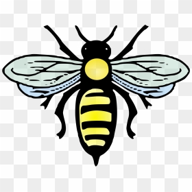 Transparent Abeille Clipart - Bee Positive, HD Png Download - bee png