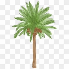 Canary Island Date Palm - Cartoon Transparent Palm Trees, HD Png Download - palm trees png