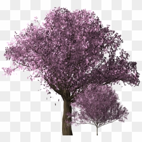 Transparent Cherry Blossoms Png Tree, Png Download - cherry blossom png