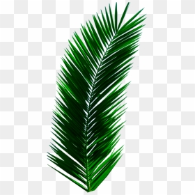 Transparent Plants Png - Palm Tree Leaves 3d, Png Download - plants png