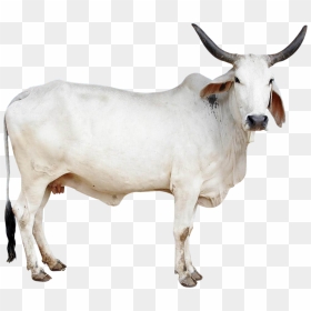 Cow Png Image - Indian Cow Images Png, Transparent Png - cow png