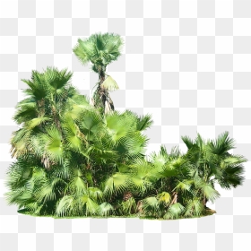 Plants - Tropical Plants Transparent Background, HD Png Download - plants png