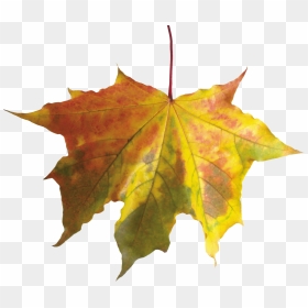 Autumn Leaves Png Images, Free Png Yellow Leaves Pictures - Autumn Leaf No Background, Transparent Png - fall leaves png