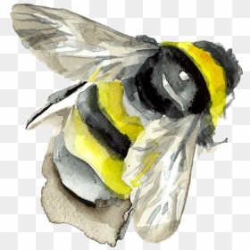 Watercolor Painting Insect Bumblebee Bee Png Free Photo - Transparent Background Bumble Bee Png, Png Download - bee png