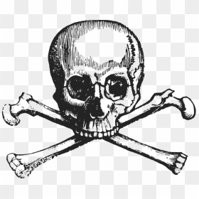 Human Behavior,art,skeleton - Skull And Crossbones Free, HD Png Download - skeleton png