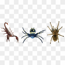 แมงมุม แมงป่อง, HD Png Download - spider png