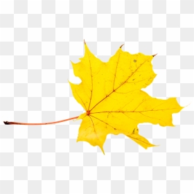Autumn, Leaves, Leaf, Png, Transparent, Fall Color - Maple Leaf, Png Download - fall leaves png