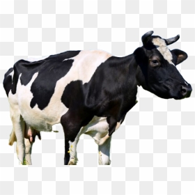 Cow Png Free Image - Milk Cow, Transparent Png - cow png