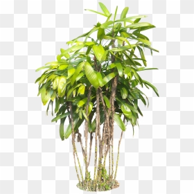 Raphise02l Photoshop Images, Tree Photoshop, Tropical - Plants Transparent Background, HD Png Download - plants png