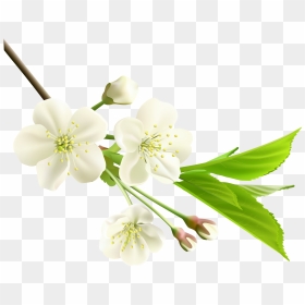 Spring Branch With White Tree Flowers Png Clipart - White Spring Flowers Png, Transparent Png - cherry blossom png