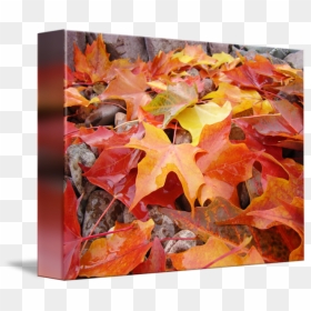 Fall Leaves Falling - Maple Leaf, HD Png Download - fall leaves png