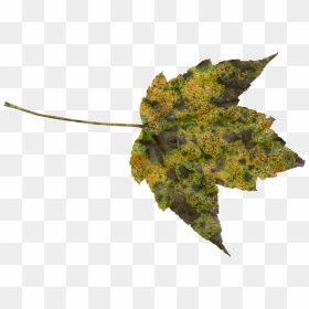 Canvas Print Nature Orange Transparent Autumn Fall - Transparent Foliage, HD Png Download - fall leaves png