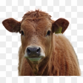 Cow Png Image - Brown Cow Png, Transparent Png - cow png